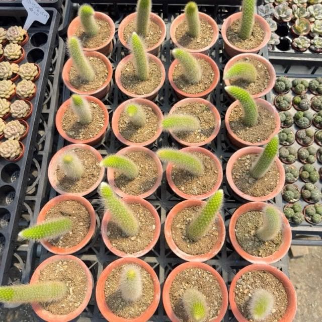 《花田多肉》🌵【猴尾柱】 3吋盆 仙人掌/多肉植物/多肉/戶外植物