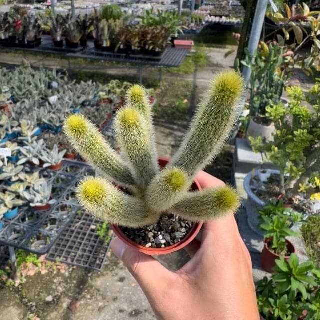 《花田多肉》🌵【金鈕/貓尾巴】 3吋盆 仙人掌/多肉植物/盆栽