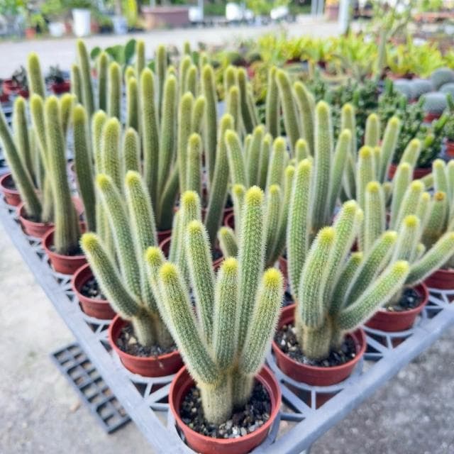 《花田多肉》🌵【金鈕/貓尾巴】 3吋盆 仙人掌/多肉植物/盆栽