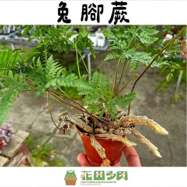 《花田多肉》🌵【兔腳蕨】 3吋盆 蕨類/觀葉植物/室內植物/園藝/盆栽