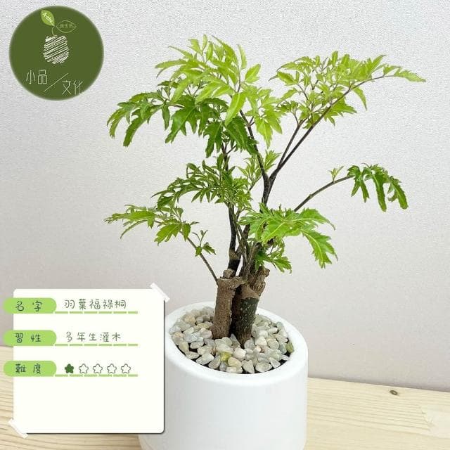 羽葉福祿桐【現貨】3吋雪胖盆 懶人盆栽 加水更方便 觀葉植物 室內植物 自動吸水 水培 創意花盆 居家辦公