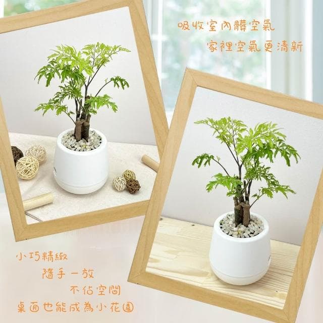 羽葉福祿桐【現貨】3吋雪胖盆 懶人盆栽 加水更方便 觀葉植物 室內植物 自動吸水 水培 創意花盆 居家辦公