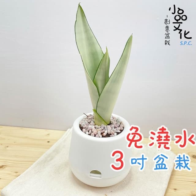 【小品文化】銀皇后虎尾蘭【現貨】3吋雪胖免澆水盆栽 懶人盆栽 觀葉植物 室內植物 自動吸水 創意花盆 居家辦公盆花