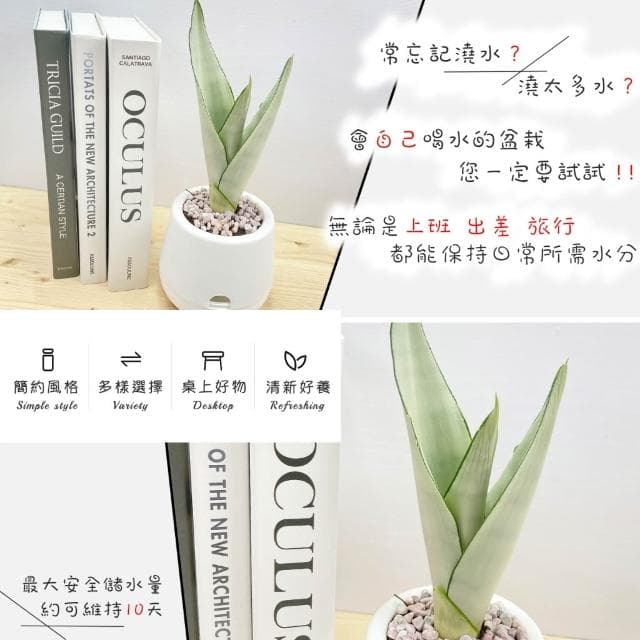 【小品文化】銀皇后虎尾蘭【現貨】3吋雪胖免澆水盆栽 懶人盆栽 觀葉植物 室內植物 自動吸水 創意花盆 居家辦公盆花