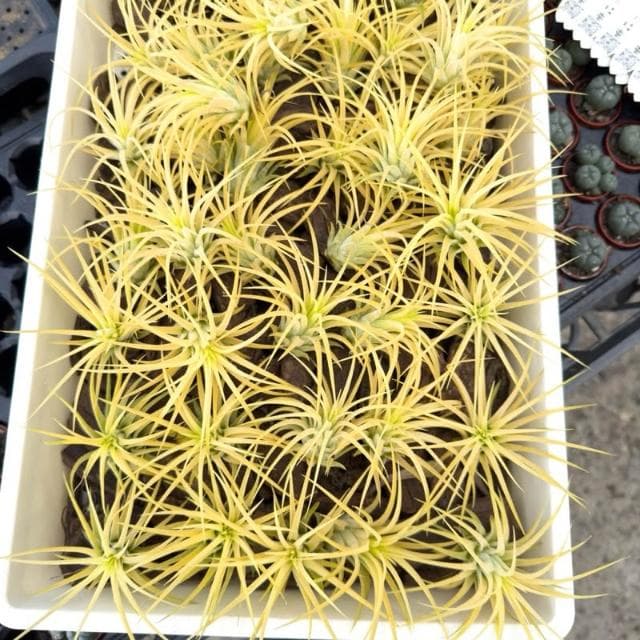 《花田多肉》🌵【德魯伊小精靈】 空氣鳳梨 /空鳳/多肉植物/療癒小物/空氣淨化小幫手/仙人掌/觀葉植物/盆栽