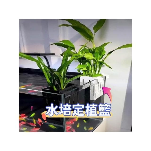 水培定植籃 定植杯 水草籃 固定籃 水培盆 水培籃 水耕盆栽 水耕植物盆 魚菜共生 無土栽培 水耕栽培盆 培育魚苗 掛盆
