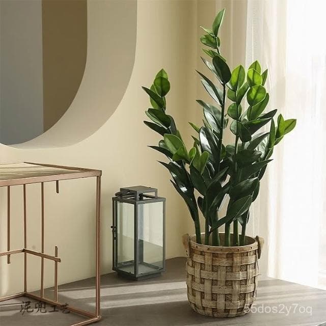 🔥免運下殺🔥仿真綠植法蘭克福風情 仿真髮財樹盆栽 假植物金錢樹室內客廳高檔綠植裝飾假樹 仿真植物假盆栽擺飾假花裝飾