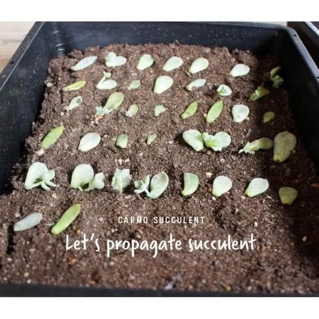 【CARMO】多肉葉孵育苗盤(贈底盤) 育苗｜葉孵｜葉孵盒｜花盆盆栽｜多肉植物｜園藝器具