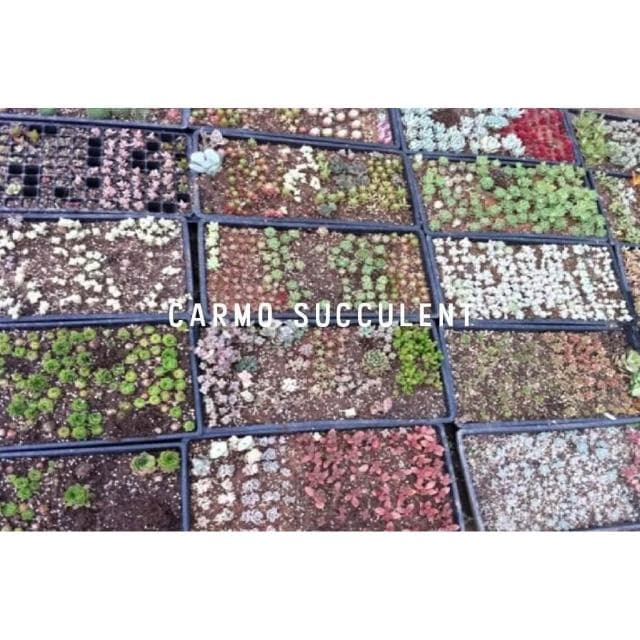 【CARMO】多肉葉孵育苗盤(贈底盤) 育苗｜葉孵｜葉孵盒｜花盆盆栽｜多肉植物｜園藝器具