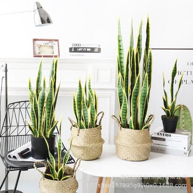 百信百貨 免運 仿真金邊虎皮蘭蝴蝶蘭盆栽假綠植裝飾落地熱帶沙漠仿生植物擺件