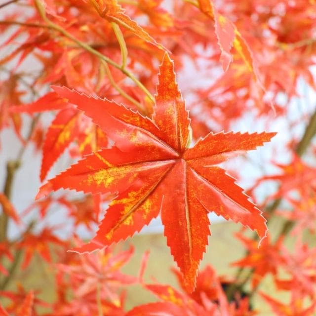 仿真植物日本紅楓盆栽家居裝飾落地擺件楓葉假樹櫥窗高仿真盆景