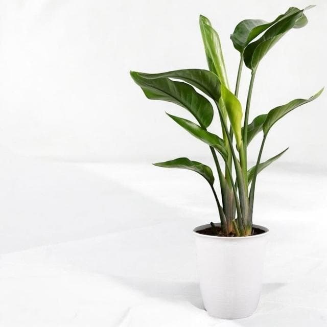 天堂鳥 白花天堂鳥八吋白盆 開幕送禮 室內植物 觀葉植物 開幕盆栽 室內盆栽 盆栽植物  園藝 發財樹盆栽 龜背芋盆栽