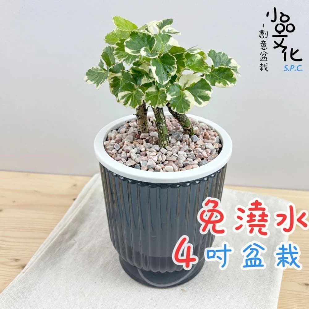 白雪福祿桐【現貨】4吋透明條紋免澆水盆栽 室內植物 室內盆栽 懶人盆栽 水培植物 水培盆栽 觀葉植物