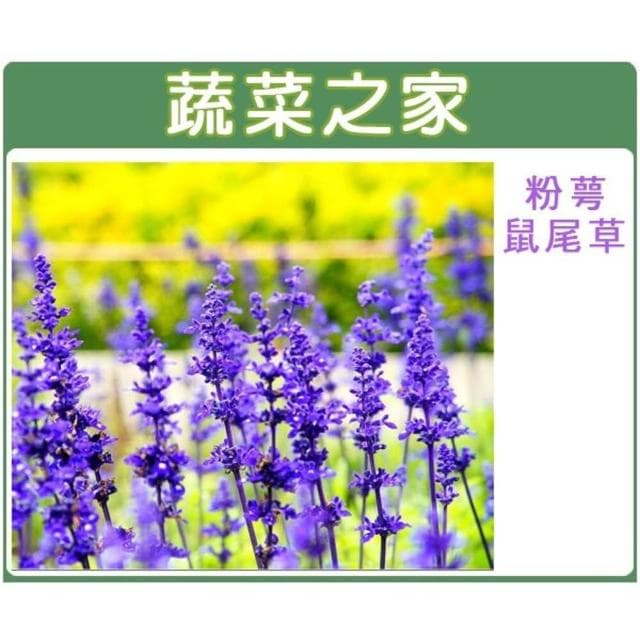 【蔬菜之家】大包裝H17.粉萼鼠尾草種子750顆(鼠尾草種子 開花種子 開花植物 花類植栽 花種子)