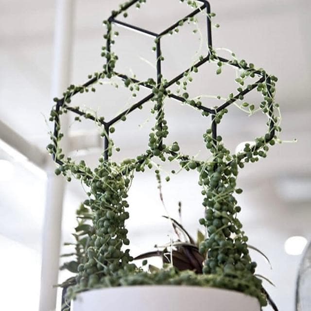 《斑啾植選》造型攀爬架-幾何系列(造型花架｜山烏龜架｜金屬支架｜綠蘿支架｜盆栽用支架｜植物攀爬支架)