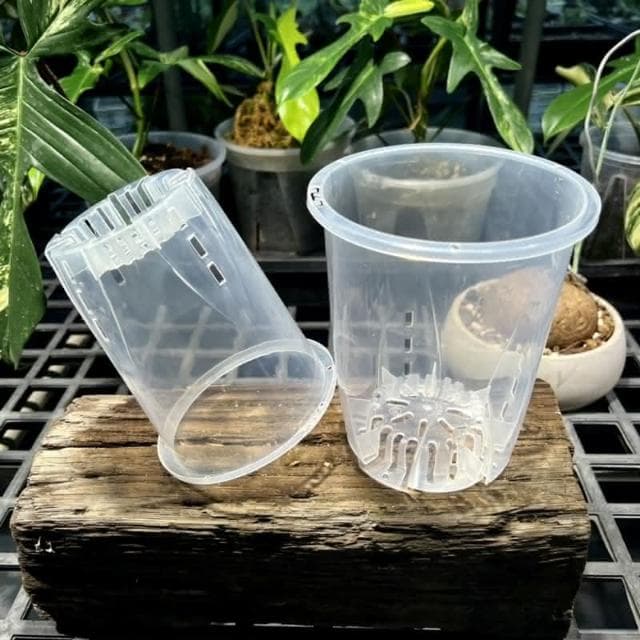 《斑啾植選》內建空氣柱透明高腳盆｜12cm(控根盆｜觀葉專用盆｜蘭花盆｜觀葉植物｜雨林｜白龜｜斑葉｜龜背芋｜室內植物｜盆栽)