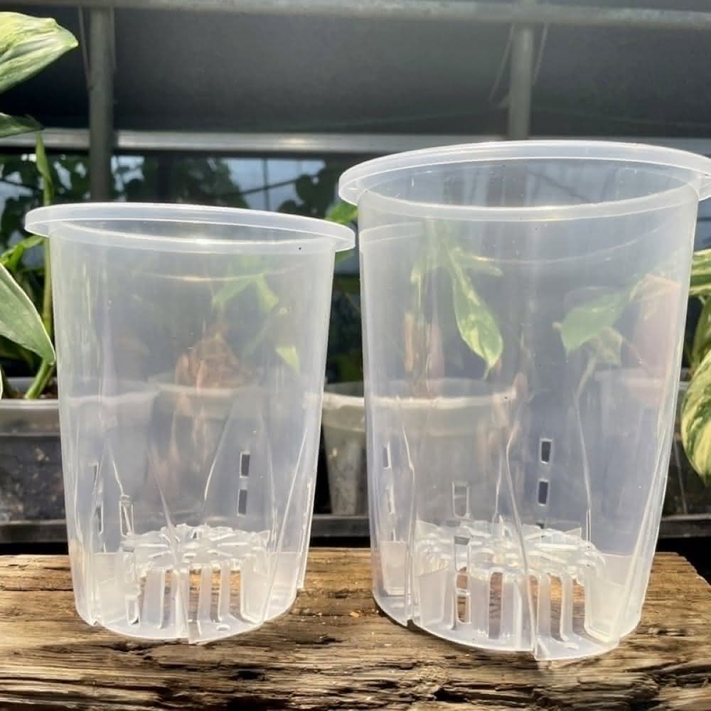 《斑啾植選》輕量高腳盆｜透明12cm(控根盆｜觀葉專用盆｜蘭花盆｜觀葉植物｜雨林｜白龜｜斑葉｜龜背芋｜室內植物｜盆栽)