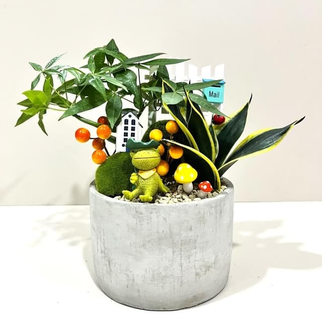 ｜組合盆栽｜發財樹 A款(附底盤)/觀葉植物/水泥盆盆栽/居家美化/開幕盆栽/宅配到府