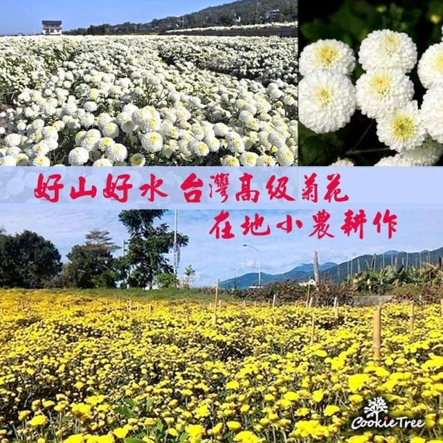 台灣菊花 黃菊 白菊 檢驗合格 當季採收(整朵90g)