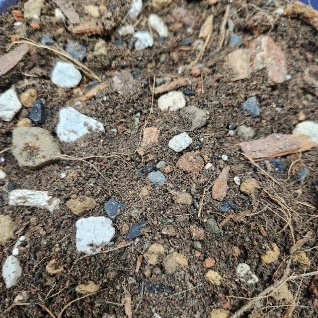 【欣榮園藝資材行】中大型盆栽專用土1公升 小型果樹 木本植物 白水木 琴葉榕 泥炭土 培養土 陽明山土