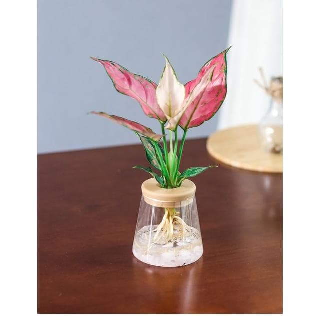 【欣榮園藝資材行】造型 水培花盆 早安花盆 吸水花盆 繁星花盆 水培花盆 水耕植物盆 水培盆 水耕盆栽 懶人花盆