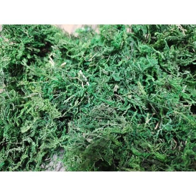 《大欣園藝》全館799免運_綠水苔300公克(綠水苔 綠水草 蘭花 苔球植物 盆栽鋪面 綠水草 蘭花園藝裝飾草 多肉 組盆裝飾 青苔)