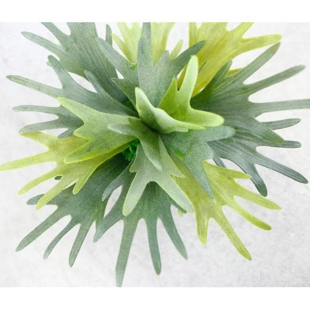 【HUGO DECO 榆果傢飾】高擬真鹿角蕨盆栽(擬真植物/禮物/綠化/永不凋零/佈置/蕨類)