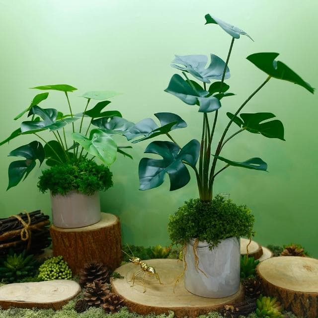 【HUGO DECO 榆果傢飾】擬真龜背芋 電信蘭香氛植栽 高款(擬真植物/人造盆栽/綠化/佈置/禮物)