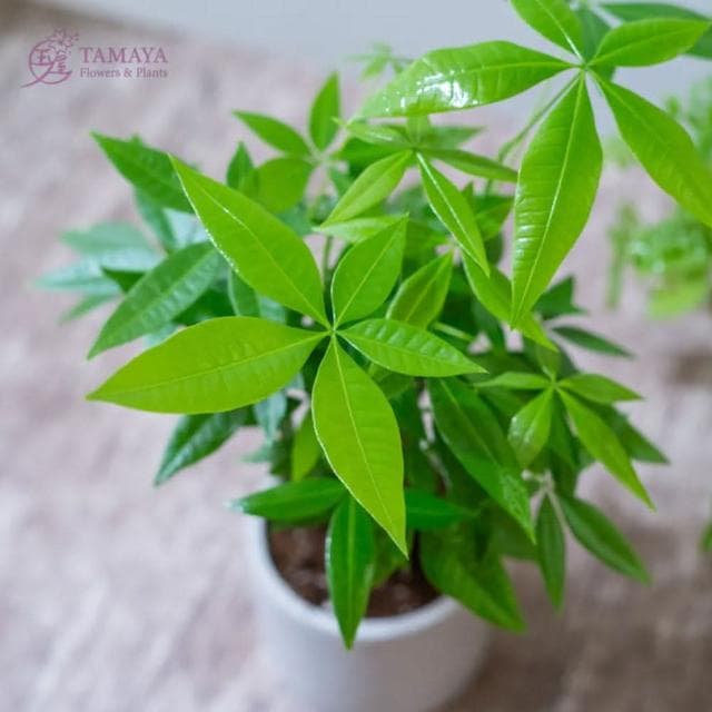 玉屋TAMAYA玉屋TAMAYA 馬拉巴栗盆栽(觀葉植物 送禮 開幕升遷 發表會 生日祝賀 告白 紀念日 畢業祝福 教師節)