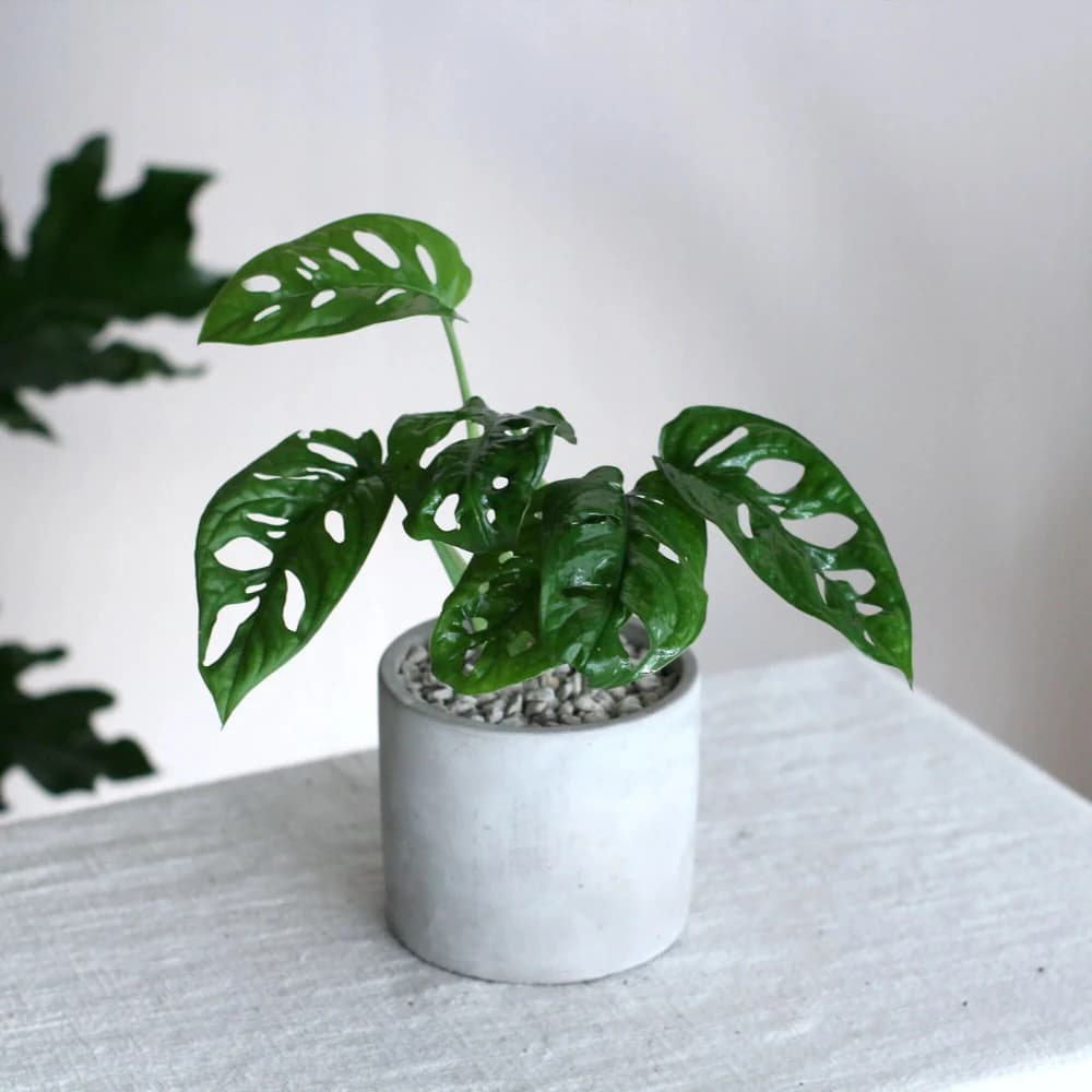 玉屋TAMAYA窗孔龜背芋盆栽(觀葉植物 送禮 開幕升遷 發表會 生日祝賀 告白 紀念日 畢業祝福 教師節)