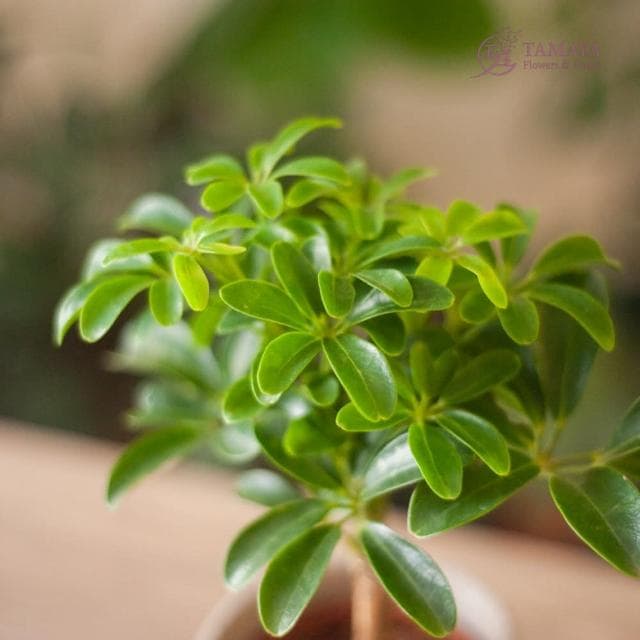 玉屋TAMAYA 鵝掌藤盆栽(觀葉植物 開幕升遷 發表會 生日祝賀 告白 紀念日 畢業祝福)