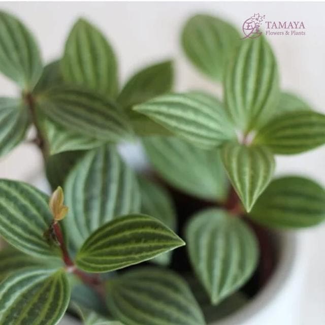 玉屋TAMAYA 白脈椒草盆栽(觀葉植物 盆栽 開幕升遷 發表會 生日祝賀 告白 紀念日 畢業祝福)