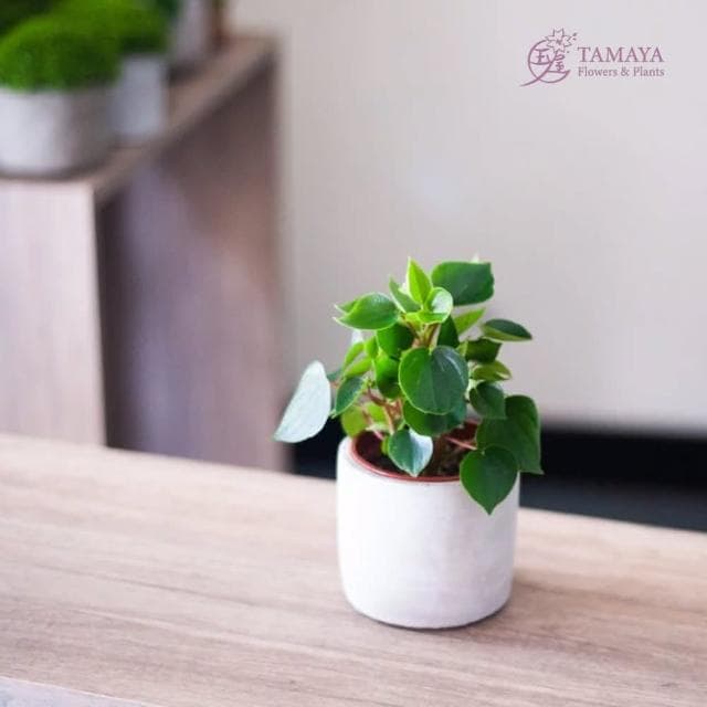 玉屋TAMAYA 心願椒草盆栽(觀葉植物 盆栽 開幕升遷 發表會 生日祝賀 告白 紀念日 畢業祝福)