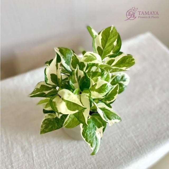 玉屋TAMAYA 白金葛盆栽(觀葉植物 開幕升遷 發表會 生日祝賀 告白 紀念日 畢業祝福)