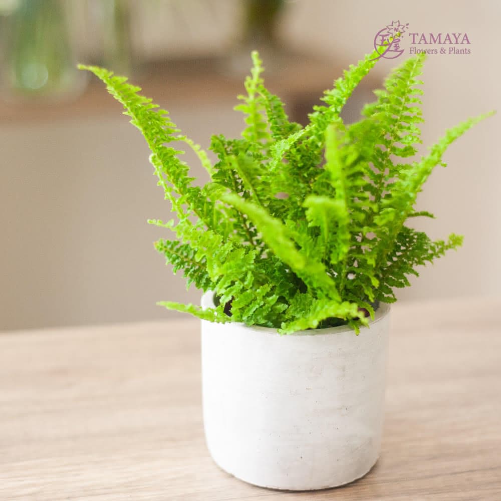 玉屋TAMAYA 蕾絲蕨盆栽(觀葉植物 開幕升遷 發表會 生日祝賀 告白 紀念日 畢業祝福)