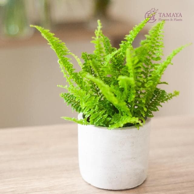 玉屋TAMAYA 蕾絲蕨盆栽(觀葉植物 開幕升遷 發表會 生日祝賀 告白 紀念日 畢業祝福)