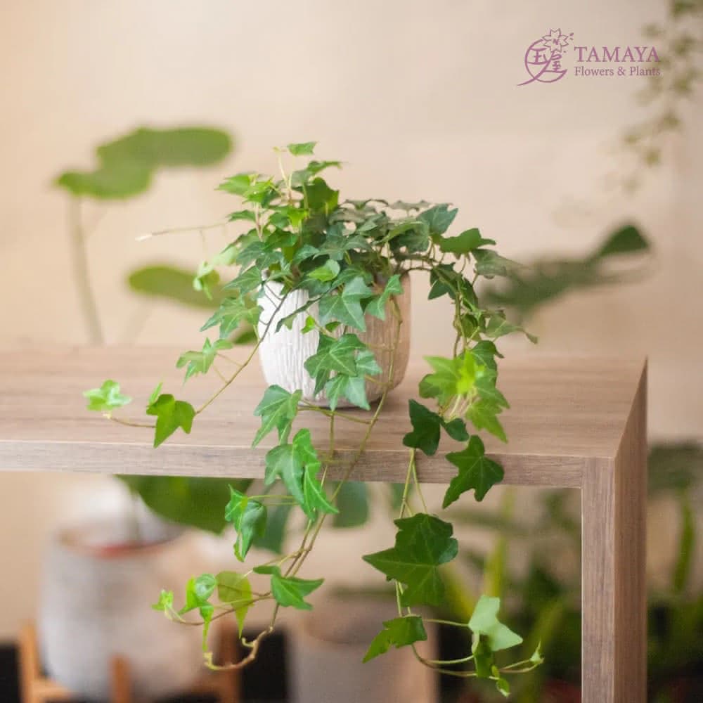 玉屋TAMAYA 常春藤盆栽(觀葉植物 開幕升遷 發表會 生日祝賀 告白 紀念日 畢業祝福)