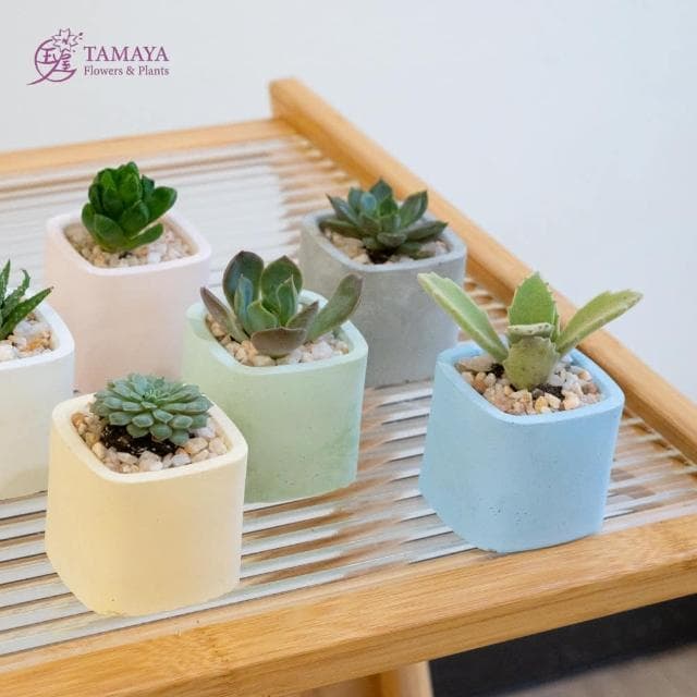 玉屋TAMAYA 迷你多肉盆栽 | 藍水泥盆(觀葉植物 盆栽 開幕升遷 發表會 生日祝賀 告白 紀念日 畢業祝福)