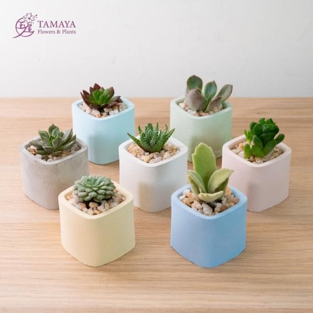 玉屋TAMAYA 迷你多肉盆栽 | 粉水泥盆(觀葉植物 盆栽 開幕升遷 發表會 生日祝賀 告白 紀念日 畢業祝福)