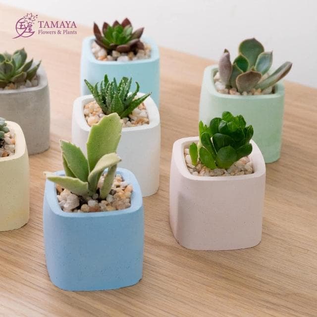 玉屋TAMAYA 迷你多肉盆栽 | 粉水泥盆(觀葉植物 盆栽 開幕升遷 發表會 生日祝賀 告白 紀念日 畢業祝福)