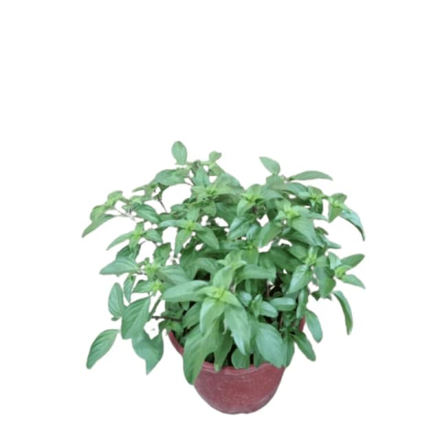 九層塔5-6吋(紅骨九層塔 植物 盆栽)