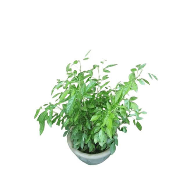 抹草(香氣 藥草 盆栽 避邪草 香草植物)