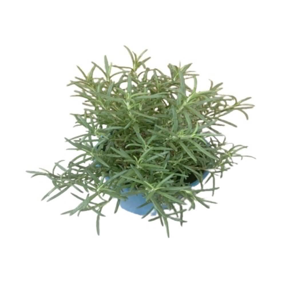 直立迷迭香(香草植物 盆栽 神聖之草 香氣)