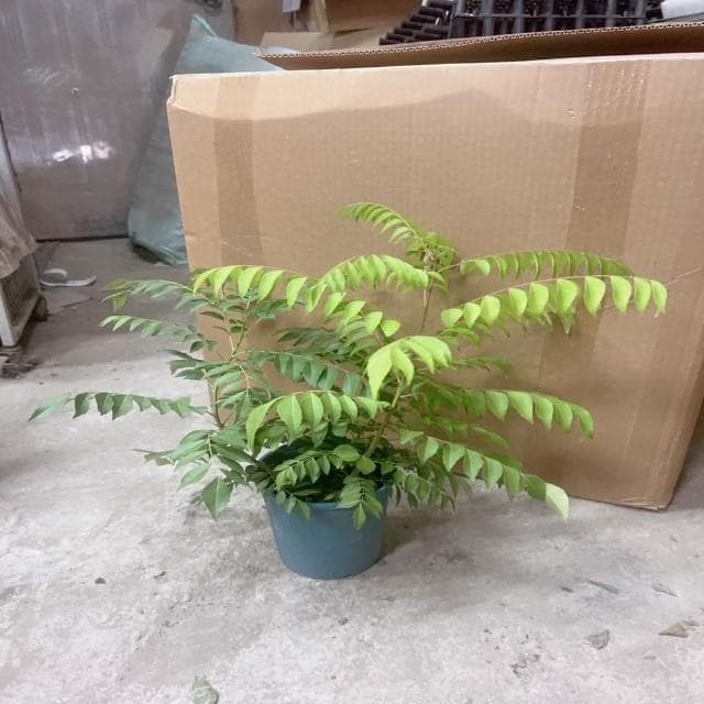 咖哩樹苗(香草植物 盆栽 咖哩香味)
