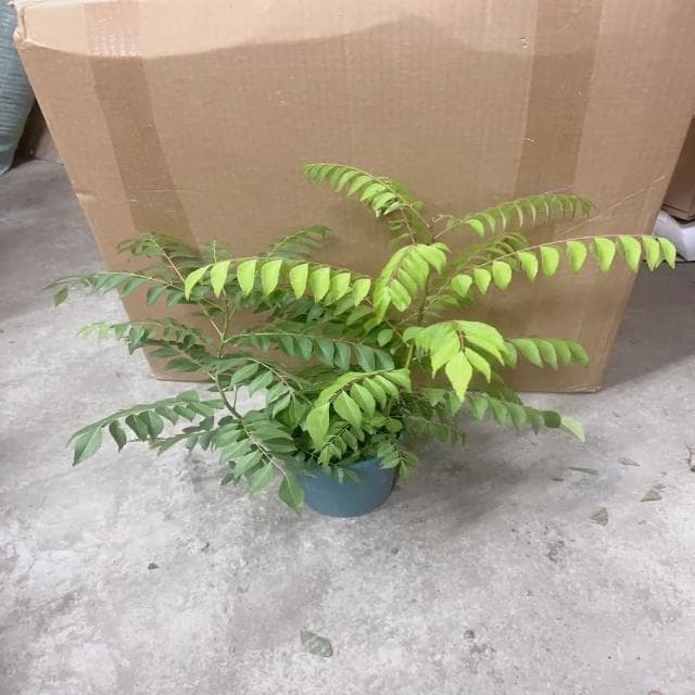 咖哩樹苗(香草植物 盆栽 咖哩香味)
