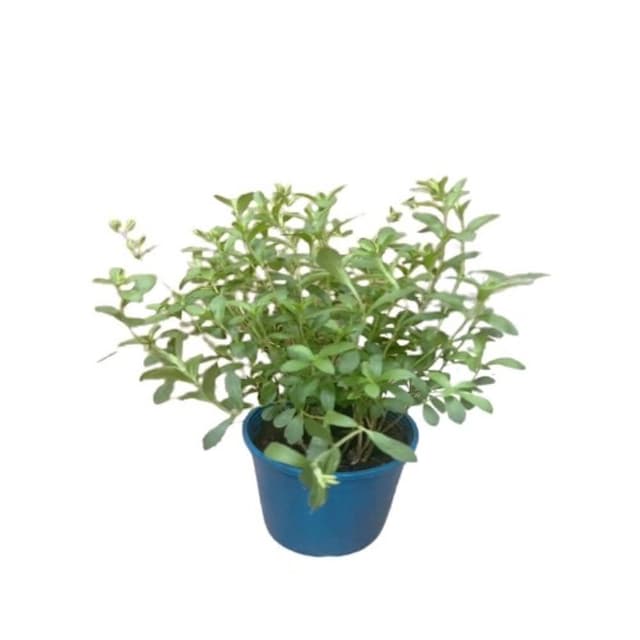 甜菊_5吋盆(香草植物 盆栽 天然代糖)