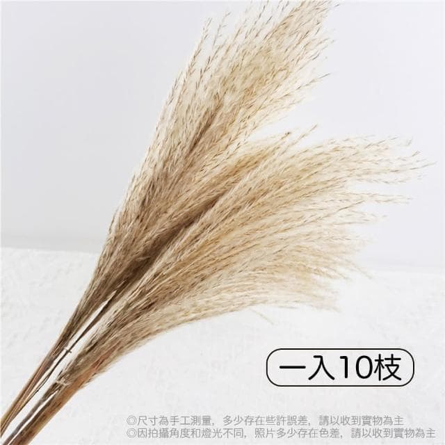 【BlueCat】天然乾燥拂塵草(乾花 乾燥花 天然植物 景觀植栽 花材裝飾 居家佈置 園藝花藝)