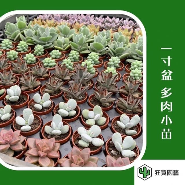 多肉植物 1寸小豆盆組(5入) 隨機出貨