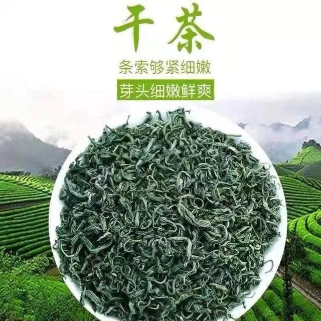 Camelliar 2024新茶葉日照散裝綠茶茶葉 高山雲霧綠茶濃香 炒青綠茶