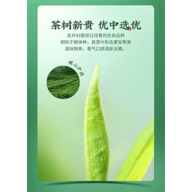 Camelliar 明前龍井茶 一級龍井 43春茶 杭州綠茶 正宗 2025年 新茶